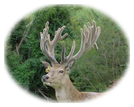 Deer Velvet Antler: A 2000 Year Old Aphrodisiac